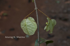 Neuropeltis malabarica